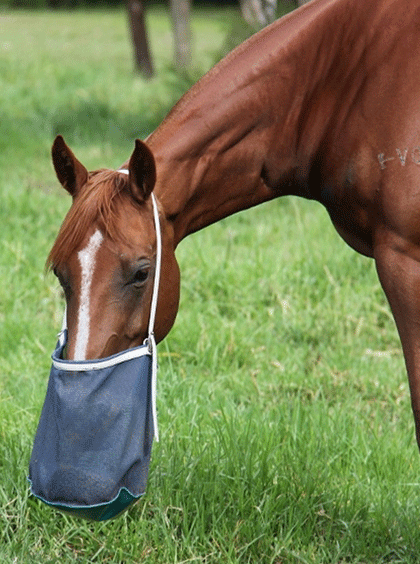 Grazing meaning in Urdu - Translation of Grazing -  Dictionary