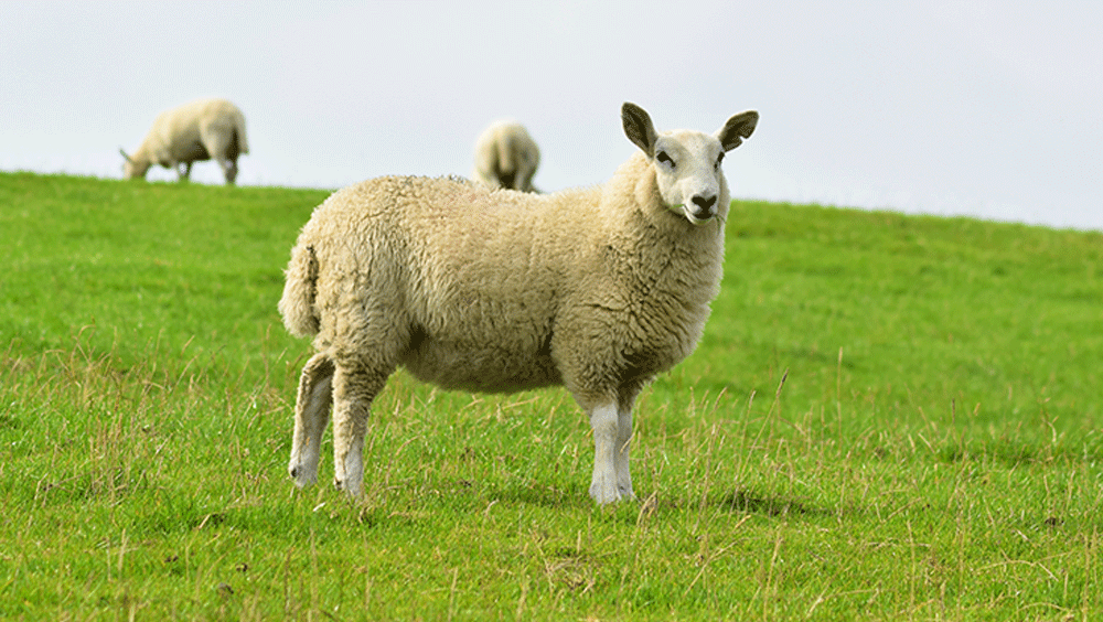 Grazing meaning in Urdu - Translation of Grazing -  Dictionary