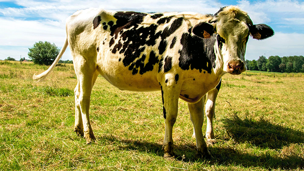 Grazing meaning in Urdu - Translation of Grazing -  Dictionary