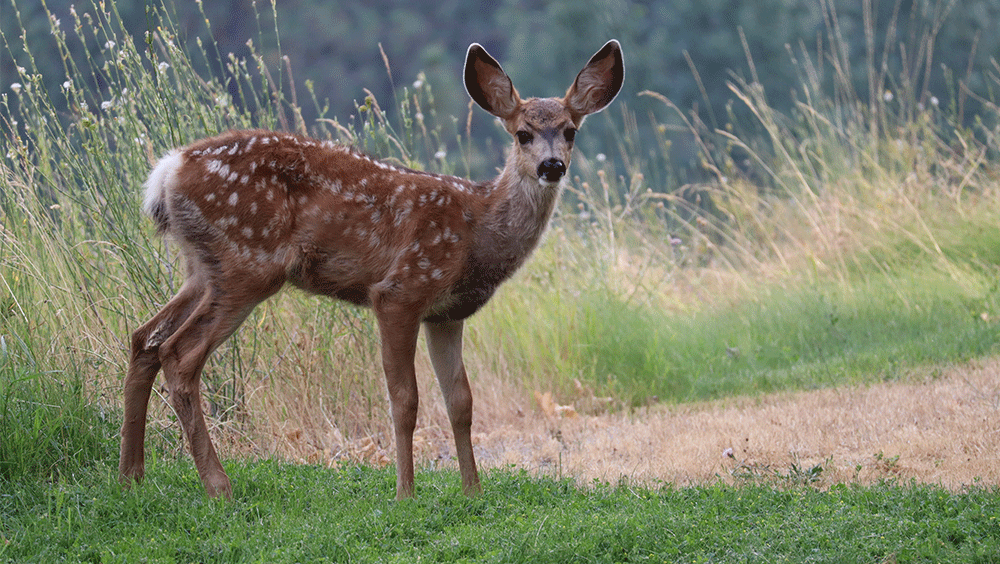 animal-sketches-animal-drawings-wild-animals-list-deer-tags-animals