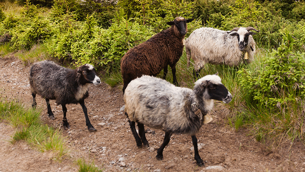 Grazing meaning in Urdu - Translation of Grazing -  Dictionary